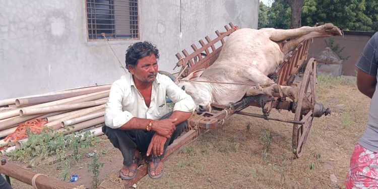 शेतकरी हतबल :उमर्दे खुर्दे येथे लंपी आजाराने एका बैलाचा मृत्यू