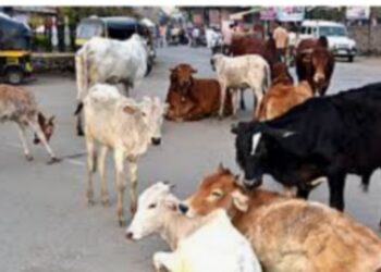 नंदुरबार शहरात मोकाट फिरणारे 263 जनावरे कोंडवाड्यात जमा