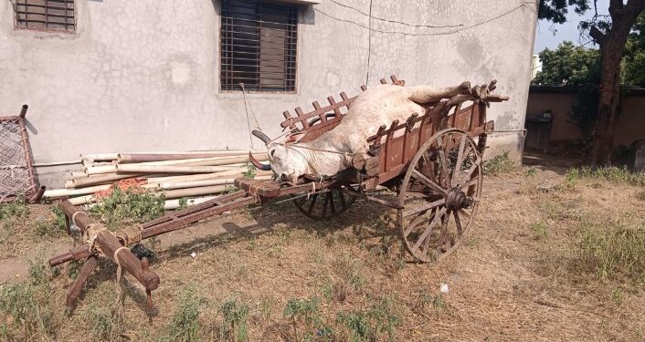 लंपी आजारामुळे जिल्हयात गोवर्गीय पशुंची बाजारपेठ बंद