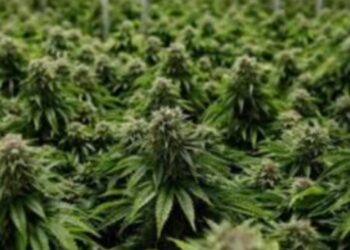 बुरुमपाडा येथे दहा लाखाचा दिड क्विंटल गांजा जप्त,एकास अटक