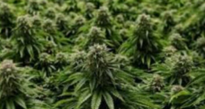 बुरुमपाडा येथे दहा लाखाचा दिड क्विंटल गांजा जप्त,एकास अटक