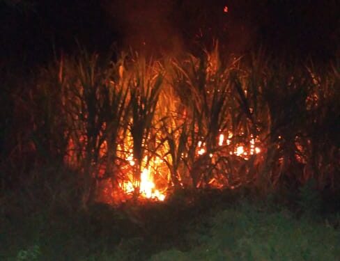 शेतकऱ्याचा पाच एकर ऊस जळून खाक