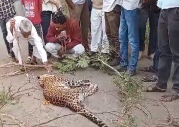 ब्रेकिंग न्यूज: अज्ञात वाहनाच्या धडकेने बिबटचा जागीच मृत्यू