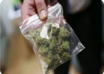 गांजाची अवैध वाहतूक करणाऱ्याचा प्रयत्न करणारे दोन ताब्यात, वाहनासह तीन लाखांचा मुद्देमाल जप्त