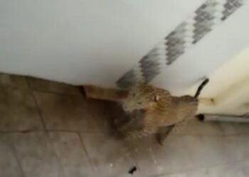 शहादा शहरातील हॉस्पिटलमध्ये बिबट्याचा धुमाकूळ