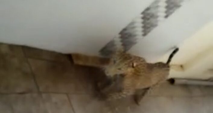 शहादा शहरातील हॉस्पिटलमध्ये बिबट्याचा धुमाकूळ