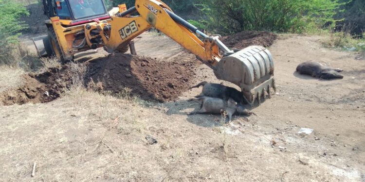 म्हसावद येथे वराहांचे मृत्यूसत्र सुरूच, पथकाने दिली भेट