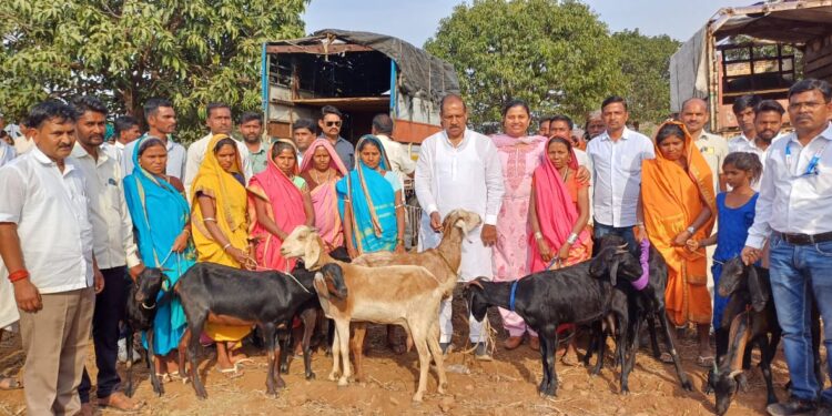 धडगाव व अक्कलकुवा तालुक्यात २ हजार गाईंचे वितरण करणार : डॉ. विजयकुमार गावित