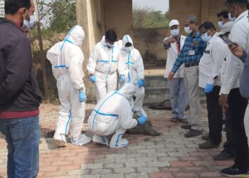 वराहांमध्ये आढळला अफ्रिकन स्वाईन फ्ल्यू, १०  कि.मी क्षेत्राला संनियत्रण क्षेत्र म्हणून घोषित