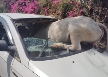 भयानक घटना : उधळलेल्या बैलाची थेट कारवर चढाई