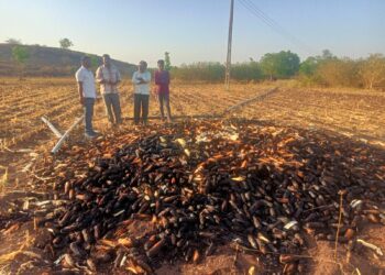 रजाळे येथे शेतात लागलेल्या आगीत  ४० क्विंटल मका जळून खाक