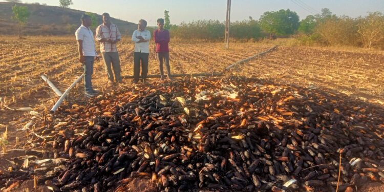 रजाळे येथे शेतात लागलेल्या आगीत  ४० क्विंटल मका जळून खाक