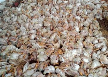 बोरद परिसरातील कुक्कुटपालन केंद्रातील ४ हजार  कोंबड्यांचा उष्णतेमुळे मृत्यू