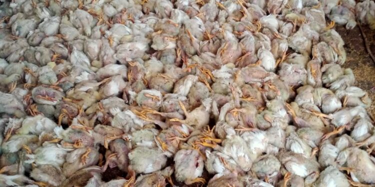 बोरद परिसरातील कुक्कुटपालन केंद्रातील ४ हजार  कोंबड्यांचा उष्णतेमुळे मृत्यू