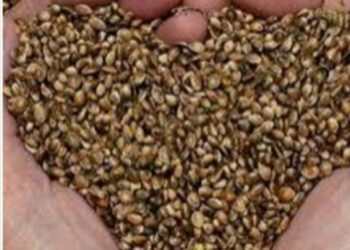 अनधिकृत कंपन्यांचे बोगस बियाणे खरेदी करू नये,कृषि विभागाकडून भरारी पथकाची नेमणूक
