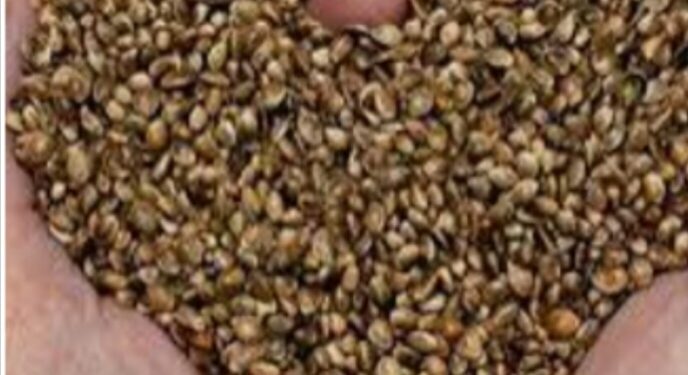 अनधिकृत कंपन्यांचे बोगस बियाणे खरेदी करू नये,कृषि विभागाकडून भरारी पथकाची नेमणूक