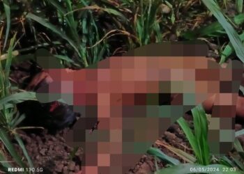 दुःखद घटना : साडेतीन वर्षीय बालिकेला घराजवळून उचलून नेत बिबट्याने केले ठार