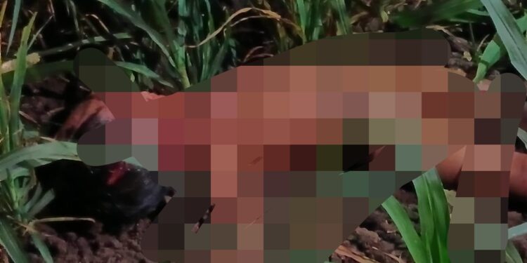 दुःखद घटना : साडेतीन वर्षीय बालिकेला घराजवळून उचलून नेत बिबट्याने केले ठार