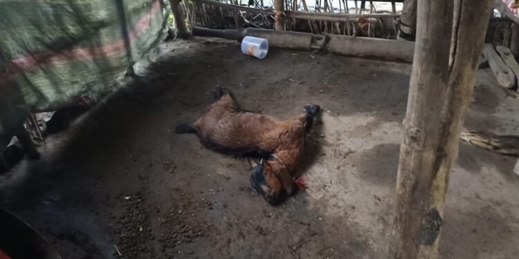 कुसुमवाडा गावातील बंजारातांडा वस्तीत बिबट्याचे वारंवार हल्ले,गावात पसरली दहशत