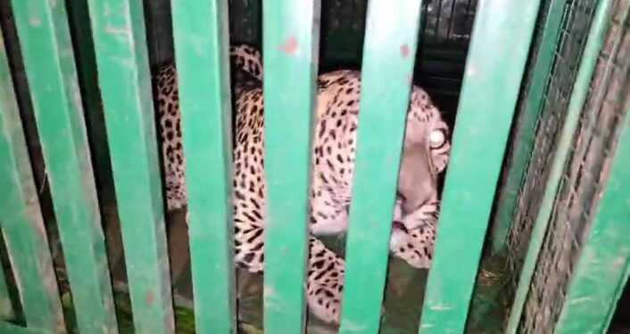 नंदुरबार परिसरात वावरणारा बिबट्या अखेर जेरबंद