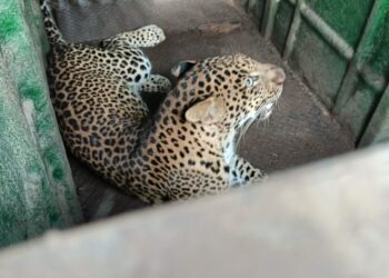 चिखली पुनर्वसनच्या लहान मुलांना जखमी करणारा बिबट्या अखेर जेरबंद