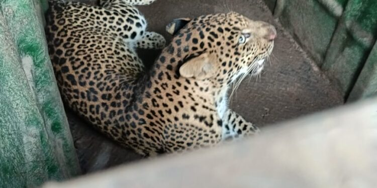 चिखली पुनर्वसनच्या लहान मुलांना जखमी करणारा बिबट्या अखेर जेरबंद