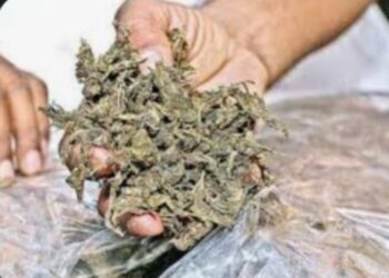 नंदुरबार येथून 20 किलो सुका गांजा जप्त