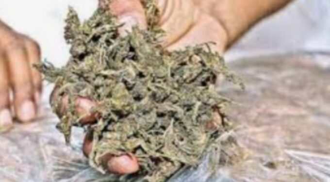 नंदुरबार येथून 20 किलो सुका गांजा जप्त