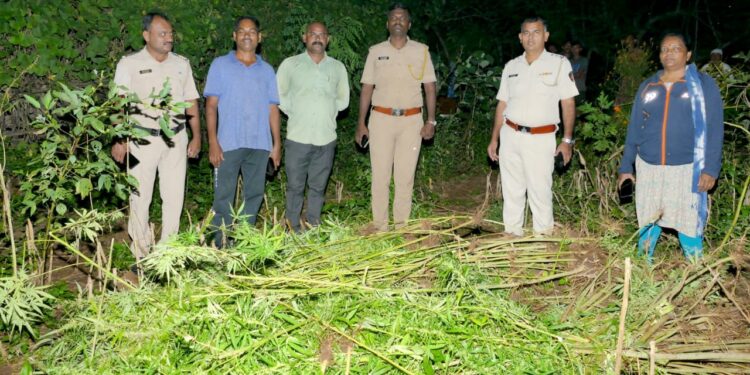 मालपाडा येथे ज्वारीच्या शेतातील 55 किलो गांजा जप्त