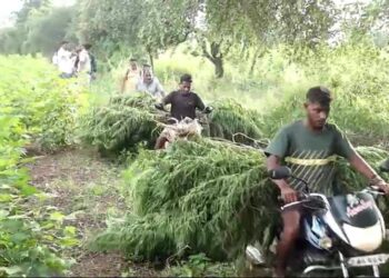 शहादा तालुक्यात पोलिसांनी शेतात धाडी टाकून 24 लाखाचा गांजा केला जप्त