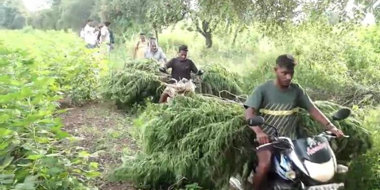 शहादा तालुक्यात पोलिसांनी शेतात धाडी टाकून 24 लाखाचा गांजा केला जप्त