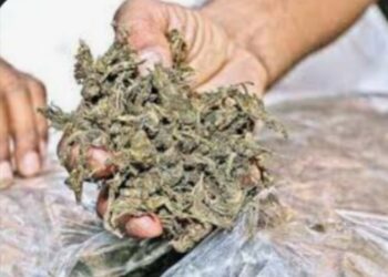 धडगाव तालुक्यात कापसाच्या शेताआड सुरु होती गांजाशेती,पाच लाखांचा मुद्देमाल हस्तगत