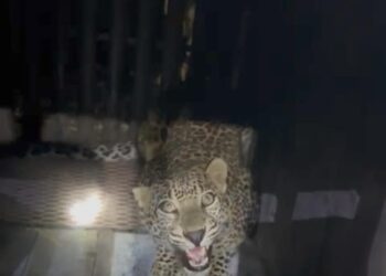 भवर शिवारात खुनी बिबट्या अखेर जेरबंद