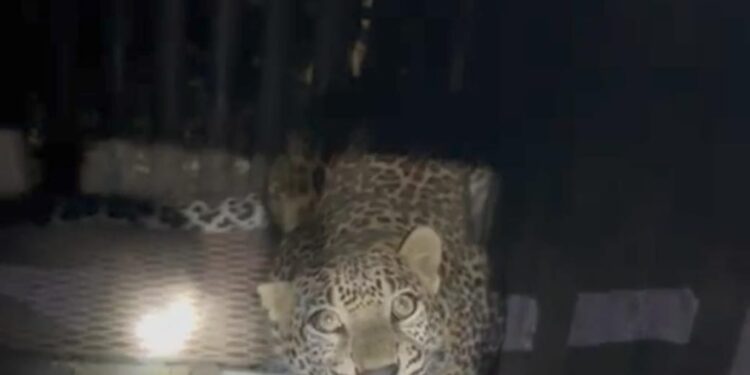 भवर शिवारात खुनी बिबट्या अखेर जेरबंद