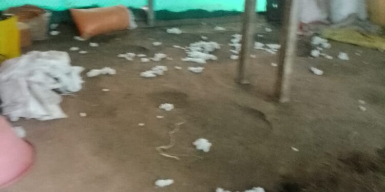 रनाळे येथून शेतकऱ्यांनी वेचणी करून ठेवलेला 14 क्विंटल कापूस चोरांनी केला लंपास