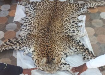 बिबट्याची कातडी प्रकरणी सहा जणांना अटक