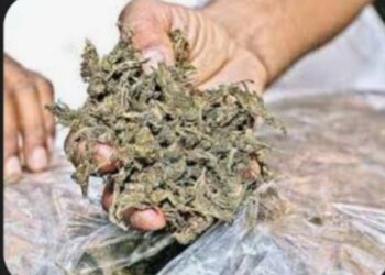 नंदुरबार शहरातून साडेतीन लाखाचा गांजा जप्त