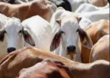 जिल्ह्यात पोलिसांनी राबविलेल्या अभियानात ८८ गुरे जप्त,नऊ संशयितांविरुद्ध गुन्हा दाखल