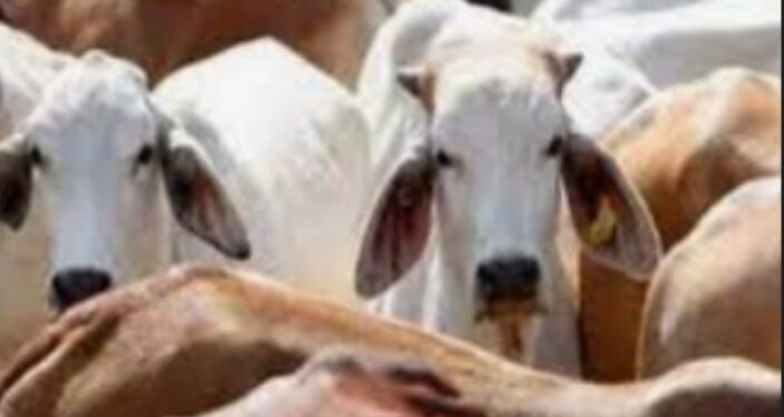 जिल्ह्यात पोलिसांनी राबविलेल्या अभियानात ८८ गुरे जप्त,नऊ संशयितांविरुद्ध गुन्हा दाखल