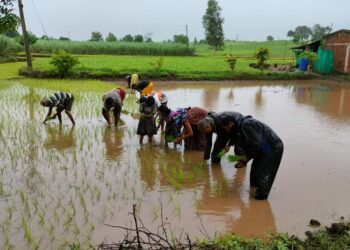 हरणमाळ जि. प. शाळेतील विद्यार्थ्यांनी घेतला भात लागवडीचा प्रत्यक्ष अनुभव