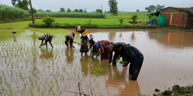 हरणमाळ जि. प. शाळेतील विद्यार्थ्यांनी घेतला भात लागवडीचा प्रत्यक्ष अनुभव