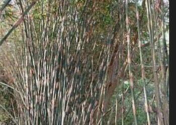 महाराष्ट्र बांबू उद्योग धोरण २०२५ जाहीर,५० हजार कोटींची गुंतवणूक, पाच लाखांवर रोजगार निर्मिती