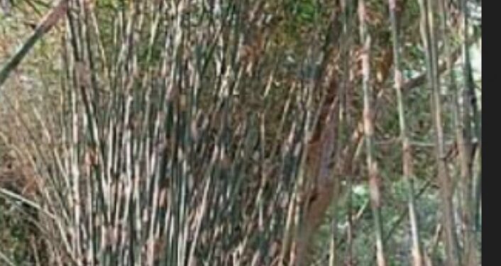 महाराष्ट्र बांबू उद्योग धोरण २०२५ जाहीर,५० हजार कोटींची गुंतवणूक, पाच लाखांवर रोजगार निर्मिती