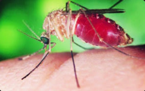 नवापूर तालुक्यात 10 फेब्रुवारीपासून ‘हत्तीरोग सार्वत्रिक औषधोपचार मोहीम’