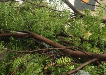 अवकाळी पाऊस व गारपीट; नंदुरबारात शेतीला मोठा फटका