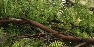 अवकाळी पाऊस व गारपीट; नंदुरबारात शेतीला मोठा फटका