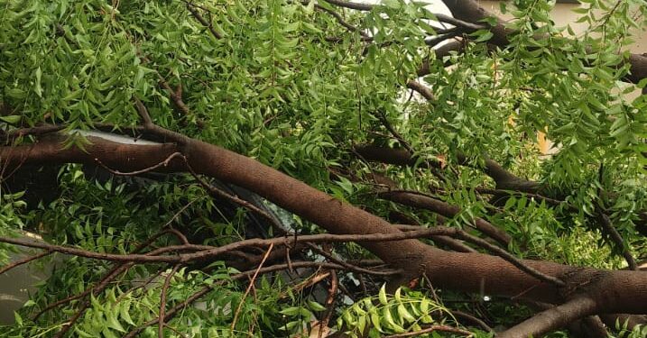 अवकाळी पाऊस व गारपीट; नंदुरबारात शेतीला मोठा फटका