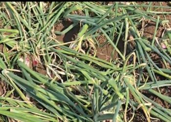 नंदुरबार तालुक्यात गारपीटमुळे ५ गावे बाधित, ३४४ शेतकऱ्यांच्या पिकांचे नुकसान