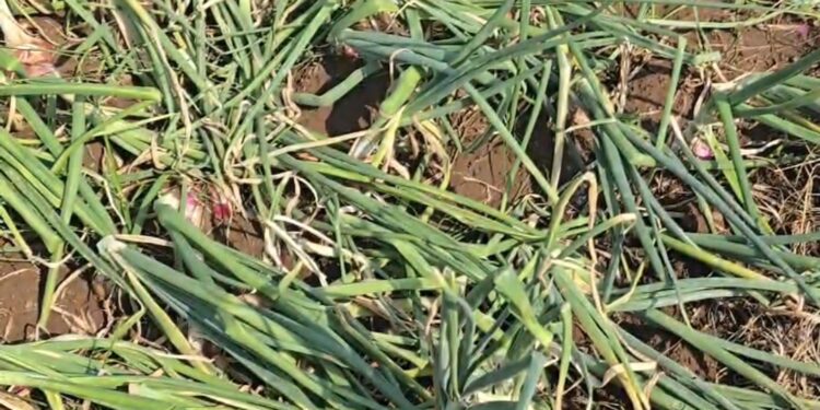 नंदुरबार तालुक्यात गारपीटमुळे ५ गावे बाधित, ३४४ शेतकऱ्यांच्या पिकांचे नुकसान