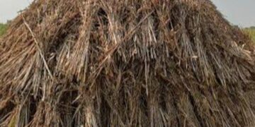 ‘एल-निनो’च्या पार्श्वभूमीवर सतर्क; चारा सुरक्षा आराखडा तयार करण्याचे जिल्हाधिकारी यांचे निर्देश